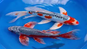 koi butterfly shusui & asagi