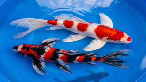 koi butterfly kohaku & showa