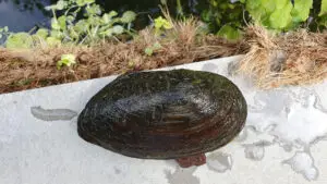moule d'eau douce pour bassin
