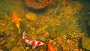Moule au fond du bassin