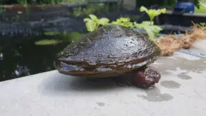 moule d'eau douce
