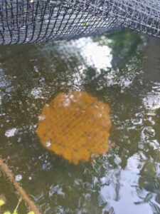 panier dans l'eau