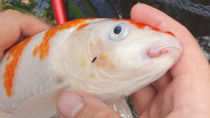 rougeur sur la bouche de la carpe koi