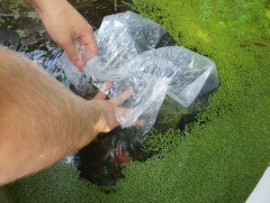 ajout d'eau dans le sac