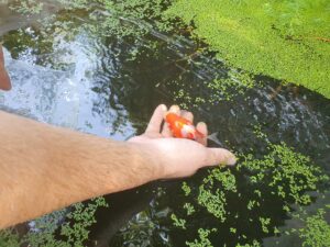 lâcher du poisson dans l'eau