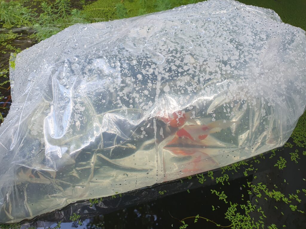acclimatation tamasaba bassin