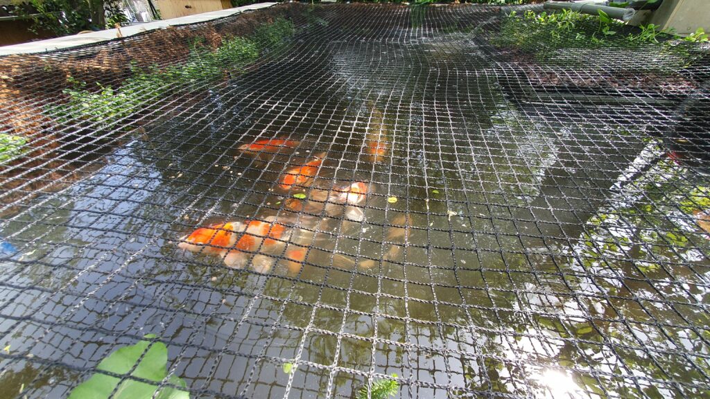 filet bassin koi